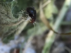 Halticus luteicollis