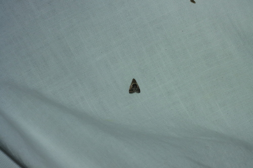 Rectangular Tripudia Moth photo 3