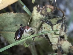 Halticus luteicollis