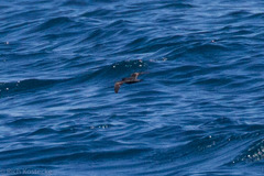 Hydrobates homochroa