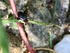 Halticus luteicollis
