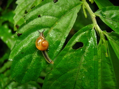 Ovachlamys fulgens image