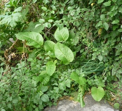 Rumex obtusifolius silvestris