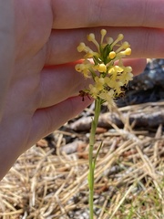 Platanthera pallida