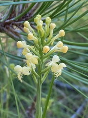 Platanthera pallida