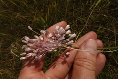 Allium podolicum