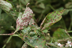 Puccinia circaeae