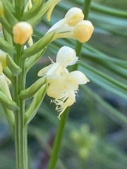 Platanthera pallida