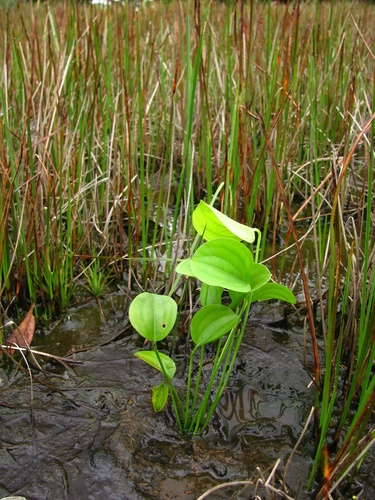 Caldesia grandis · iNaturalist