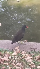 Gallinula chloropus