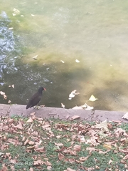 Gallinula chloropus