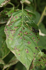 Puccinia circaeae