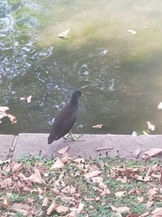 Gallinula chloropus