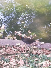 Gallinula chloropus