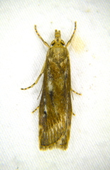 Occidentalia comptulatalis