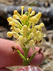 Platanthera pallida