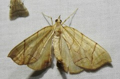 Eulithis diversilineata