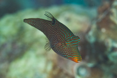 False-Eyed Pufferfish photo 2