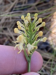Platanthera pallida