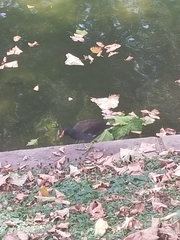 Gallinula chloropus