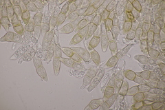 Puccinia circaeae