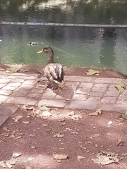 Anas platyrhynchos