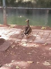 Anas platyrhynchos