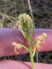 Platanthera pallida