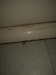 Camponotus maculatus