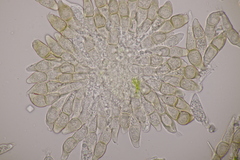 Puccinia circaeae