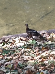 Anas platyrhynchos