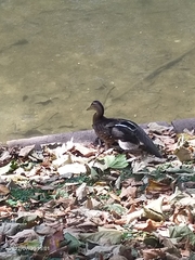 Anas platyrhynchos