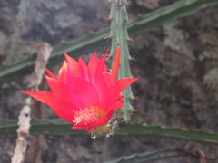 Disocactus speciosus speciosus