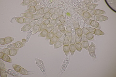 Puccinia circaeae