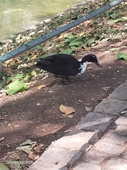 Anas platyrhynchos domesticus