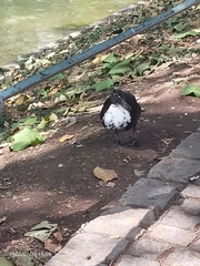 Anas platyrhynchos domesticus