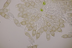 Puccinia circaeae