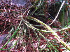 Disocactus speciosus speciosus