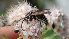 Dolichovespula arctica