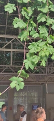 Vitis vinifera