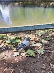 Columba livia domestica
