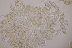 Puccinia circaeae