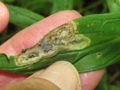 Calycomyza cynoglossi