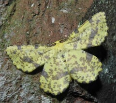 Xanthotype urticaria