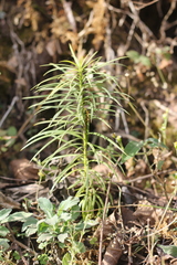 Podocarpus parlatorei