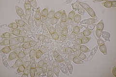 Puccinia circaeae