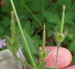 Geranium californicum