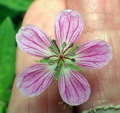 Geranium californicum