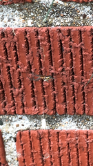 Mecynogea lemniscata