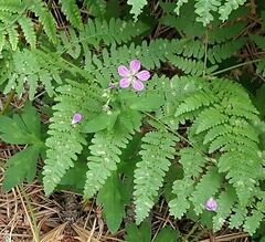 Geranium californicum